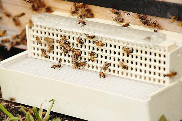 포토 JPG 주간 동물 여러마리 사람없음 야외 꿀벌 나무상자 벌 수집 꿀 꿀채취 양봉 양봉장 축산자조금연합 신선에너지우리축산 국내포토 자연요소 캠페인 다수 곤충 상자 벌_곤충 동맹 파일형식