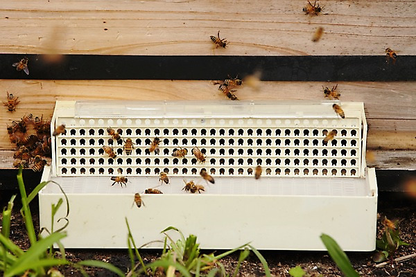 포토 JPG 주간 동물 여러마리 사람없음 야외 꿀벌 나무상자 벌 수집 꿀 꿀채취 양봉 양봉장 축산자조금연합 신선에너지우리축산 국내포토 자연요소 캠페인 다수 곤충 상자 벌_곤충 동맹 파일형식