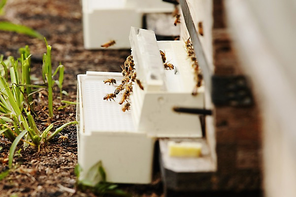 포토 JPG 주간 동물 여러마리 사람없음 야외 꿀벌 벌 수집 꿀 꿀채취 양봉 양봉장 축산자조금연합 신선에너지우리축산 국내포토 자연요소 캠페인 다수 곤충 벌_곤충 동맹 파일형식