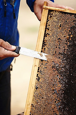 포토 JPG 남자 한명 들기 상반신 성인 야외 칼 수집 벌집 꿀채취 양봉 양봉장 축산자조금연합 신선에너지우리축산 국내포토 1 캠페인 모션 사람 동맹 파일형식