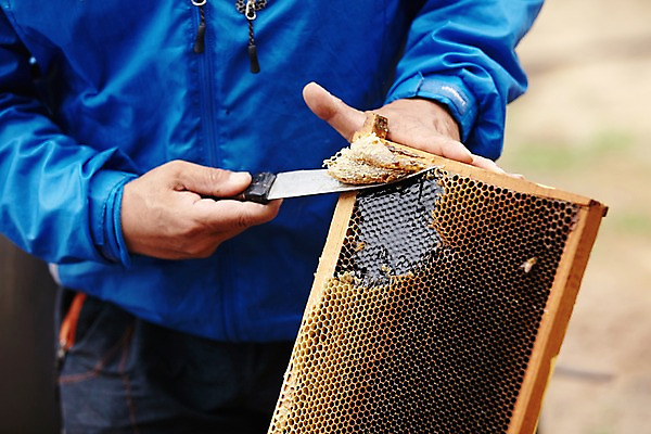 포토 JPG 남자 한명 들기 상반신 성인 야외 칼 수집 벌집 꿀채취 양봉 양봉장 축산자조금연합 신선에너지우리축산 국내포토 1 캠페인 모션 사람 동맹 파일형식