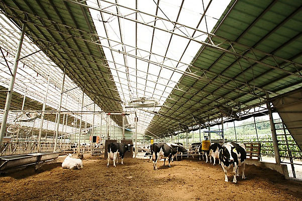 포토 JPG 주간 동물 여러마리 사람없음 야외 목장 축사 젖소 축산자조금연합 신선에너지우리축산 국내포토 자연요소 건축물 캠페인 다수 소 축산업 동맹 파일형식