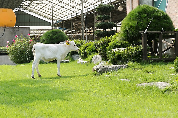 포토 JPG 주간 동물 한마리 잔디 사람없음 야외 목장 젖소 송아지 축산자조금연합 신선에너지우리축산 국내포토 자연요소 식물 1 새끼 캠페인 소 동맹 파일형식