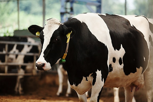포토 JPG 주간 동물 한마리 사람없음 야외 아웃포커스 목장 축사 젖소 축산자조금연합 신선에너지우리축산 국내포토 자연요소 1 건축물 캠페인 촬영기법 소 축산업 동맹 파일형식