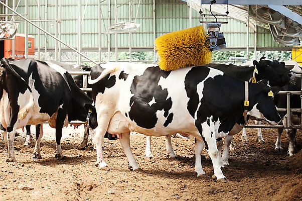 포토 JPG 주간 동물 여러마리 사람없음 야외 청결 목장 씻기 축사 젖소 축산자조금연합 신선에너지우리축산 국내포토 자연요소 건축물 캠페인 다수 소 위생 축산업 동맹 파일형식