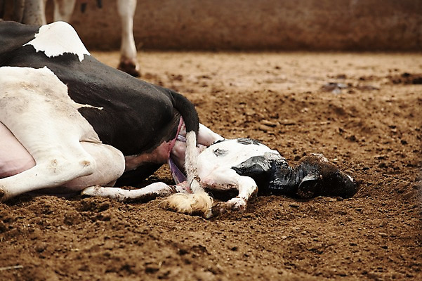 포토 JPG 주간 동물 세마리 사람없음 야외 목장 출산 축사 젖소 축산자조금연합 신선에너지우리축산 국내포토 자연요소 건축물 캠페인 3 소 축산업 동맹 파일형식