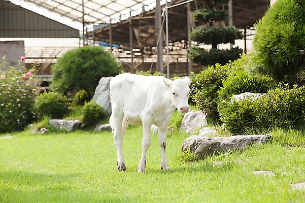 포토 JPG 주간 동물 한마리 잔디 사람없음 야외 목장 젖소 송아지 축산자조금연합 신선에너지우리축산 국내포토 자연요소 식물 1 새끼 캠페인 소 동맹 파일형식