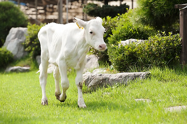 포토 JPG 주간 동물 한마리 잔디 사람없음 야외 목장 젖소 송아지 축산자조금연합 신선에너지우리축산 국내포토 자연요소 식물 1 새끼 캠페인 소 동맹 파일형식