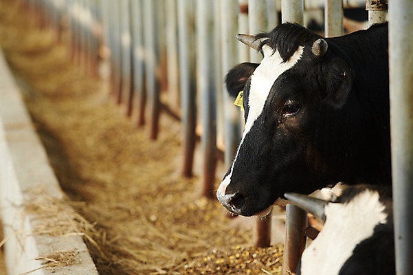 포토 JPG 주간 동물 한마리 사람없음 야외 목장 축사 젖소 축산자조금연합 신선에너지우리축산 국내포토 자연요소 1 건축물 캠페인 소 축산업 동맹 파일형식