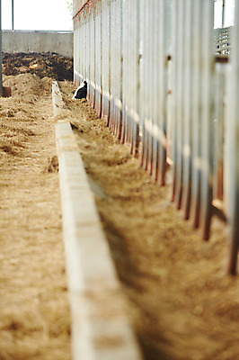 포토 JPG 주간 동물 한마리 사람없음 야외 목장 축사 젖소 축산자조금연합 신선에너지우리축산 국내포토 자연요소 1 건축물 캠페인 소 축산업 동맹 파일형식