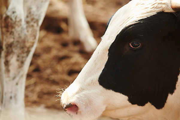 포토 JPG 주간 동물 한마리 사람없음 야외 목장 축사 젖소 축산자조금연합 신선에너지우리축산 국내포토 자연요소 1 건축물 캠페인 소 축산업 동맹 파일형식