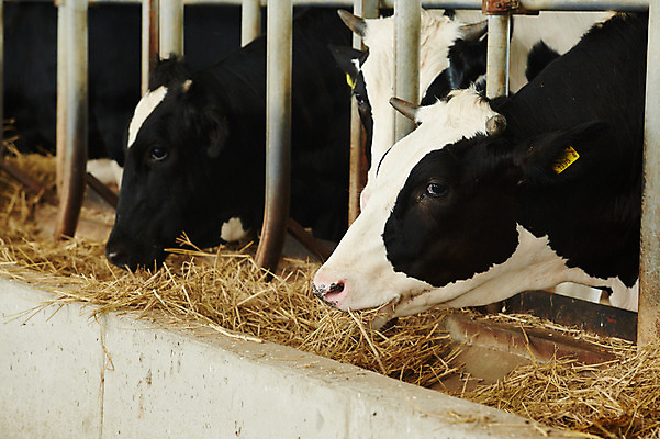 포토 JPG 주간 동물 세마리 사람없음 야외 목장 건초 먹이 먹기 축사 젖소 축산자조금연합 신선에너지우리축산 국내포토 자연요소 건축물 캠페인 모션 3 소 축산업 동맹 파일형식