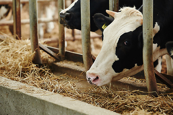 포토 JPG 주간 동물 두마리 사람없음 야외 목장 건초 먹이 먹기 축사 젖소 축산자조금연합 신선에너지우리축산 국내포토 자연요소 건축물 캠페인 2 모션 소 축산업 동맹 파일형식
