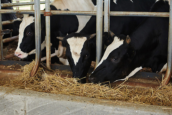 포토 JPG 주간 동물 세마리 사람없음 야외 목장 건초 먹이 먹기 축사 젖소 축산자조금연합 신선에너지우리축산 국내포토 자연요소 건축물 캠페인 모션 3 소 축산업 동맹 파일형식