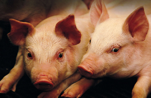 포토 JPG 동물 새끼 두마리 실내 상반신 사람없음 돼지 축사 흰배경 세정제 축산자조금연합 국내포토 건축물 백그라운드 2 포유류 내부 위생용품 흰색 축산업 동맹 파일형식