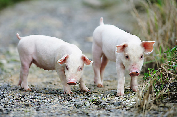 포토 JPG 주간 동물 새끼 두마리 실내 상반신 사람없음 야외 돼지 흰배경 세정제 자갈길 축산자조금연합 아프리카돼지열병 국내포토 자연요소 길 백그라운드 2 포유류 내부 위생용품 흰색 동맹 파일형식 돼지전염병
