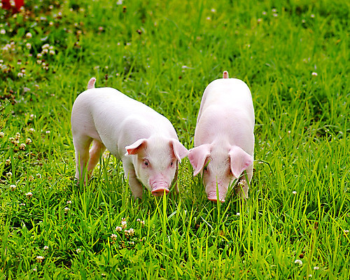 포토 JPG 주간 동물 새끼 두마리 잔디 사람없음 야외 돼지 축산자조금연합 아프리카돼지열병 국내포토 자연요소 식물 2 포유류 동맹 파일형식 돼지전염병