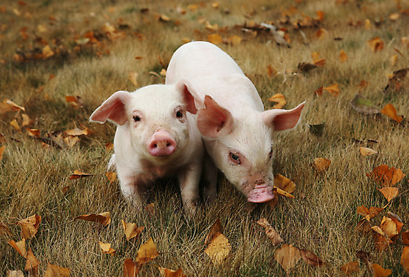 포토 JPG 주간 동물 손 새끼 낙엽 두마리 실내 잔디 사람없음 야외 가을 돼지 흰배경 축산자조금연합 아프리카돼지열병 국내포토 자연요소 식물 계절 백그라운드 잎 2 포유류 내부 신체부위 흰색 동맹 파일형식 돼지전염병