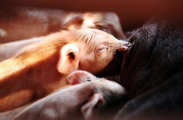 포토 JPG 동물 새끼 여러마리 실내 사람없음 돼지 어미 먹기 축사 젖 축산자조금연합 국내포토 건축물 다수 포유류 모션 내부 축산업 동맹 파일형식