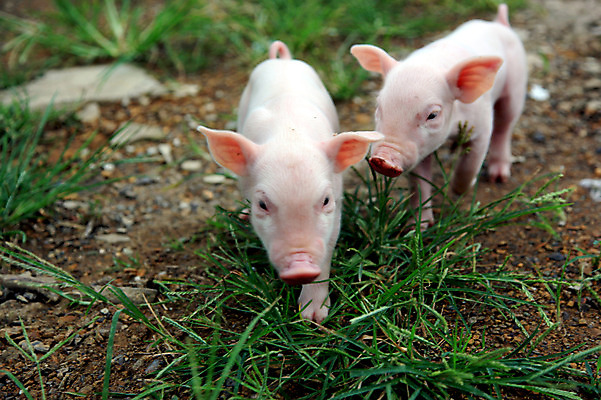 포토 JPG 주간 동물 새끼 두마리 잔디 사람없음 야외 돼지 축산자조금연합 국내포토 자연요소 식물 2 포유류 동맹 파일형식