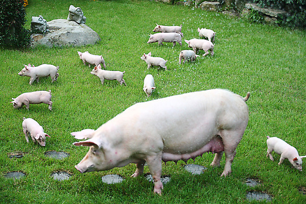 포토 JPG 주간 동물 손 새끼 여러마리 잔디 사람없음 야외 뒷모습 돼지 어미 축산자조금연합 국내포토 자연요소 식물 뷰포인트 다수 포유류 신체부위 동맹 파일형식