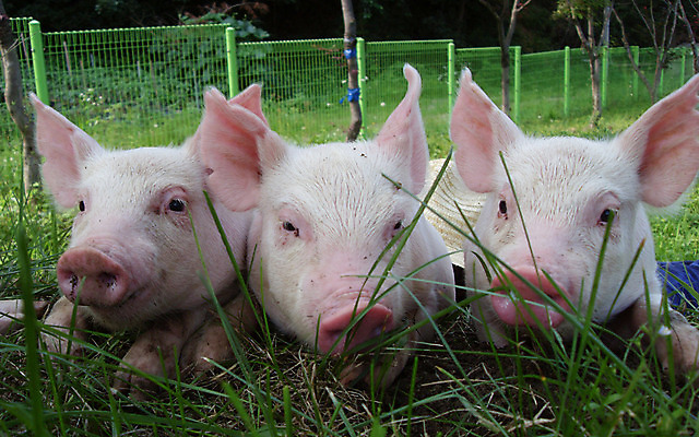 포토 JPG 주간 동물 새끼 세마리 잔디 사람없음 야외 뒷모습 돼지 축산자조금연합 아프리카돼지열병 국내포토 자연요소 식물 뷰포인트 포유류 3 동맹 파일형식 돼지전염병