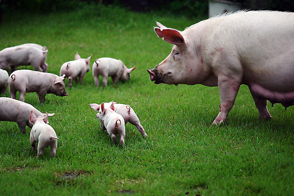 포토 JPG 주간 동물 새끼 여러마리 잔디 사람없음 야외 돼지 어미 축산자조금연합 아프리카돼지열병 국내포토 자연요소 식물 다수 포유류 동맹 파일형식 돼지전염병