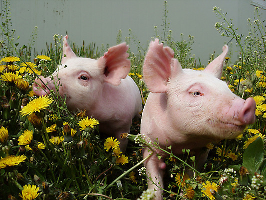 포토 JPG 주간 동물 새끼 여러송이 두마리 꽃밭 사람없음 야외 노란색 돼지 축산자조금연합 아프리카돼지열병 국내포토 자연요소 꽃 컬러 다수 2 포유류 동맹 파일형식 돼지전염병