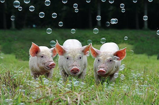 포토 JPG 주간 동물 새끼 세마리 잔디 사람없음 야외 돼지 비눗방울 걸레 축산자조금연합 아프리카돼지열병 국내포토 자연요소 식물 포유류 3 청소도구 동맹 파일형식 돼지전염병