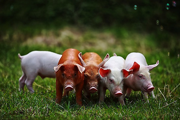 포토 JPG 주간 동물 새끼 여러마리 잔디 사람없음 야외 돼지 비눗방울 걸레 축산자조금연합 아프리카돼지열병 국내포토 자연요소 식물 다수 포유류 청소도구 동맹 파일형식 돼지전염병