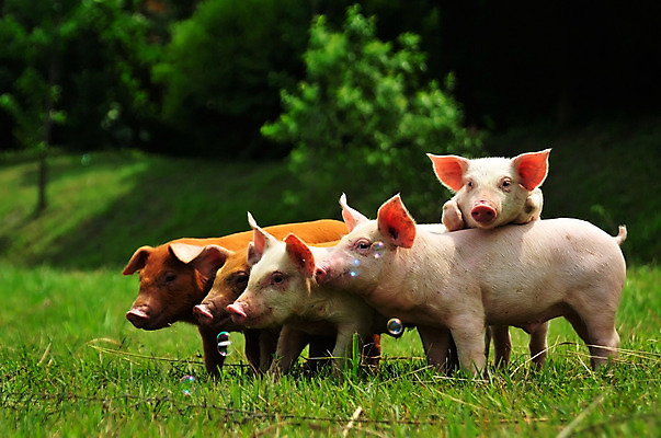 포토 JPG 주간 동물 새끼 여러마리 잔디 사람없음 야외 돼지 비눗방울 걸레 축산자조금연합 아프리카돼지열병 국내포토 자연요소 식물 다수 포유류 청소도구 동맹 파일형식 돼지전염병