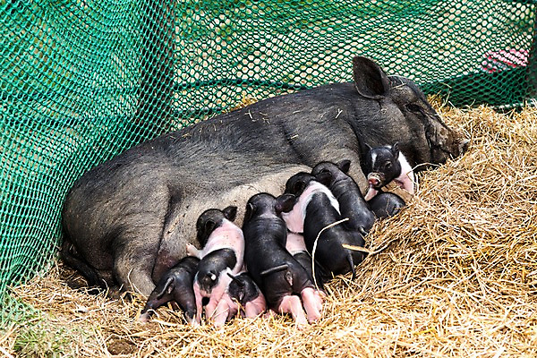 포토 JPG 주간 동물 새끼 여러마리 사람없음 야외 돼지 어미 먹기 걸레 젖 축산자조금연합 국내포토 자연요소 다수 포유류 모션 청소도구 동맹 파일형식