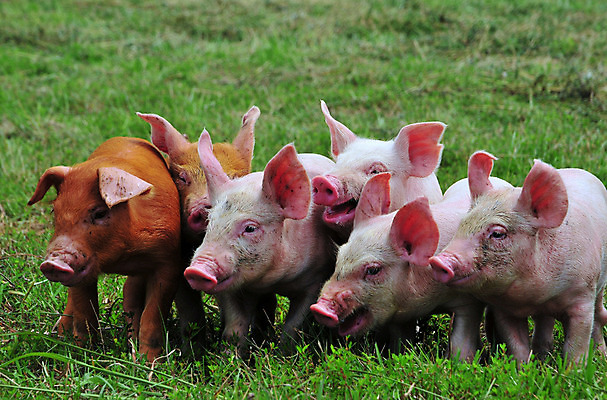 포토 JPG 주간 동물 새끼 여러마리 잔디 사람없음 야외 돼지 걸레 축산자조금연합 아프리카돼지열병 국내포토 자연요소 식물 다수 포유류 청소도구 동맹 파일형식 돼지전염병
