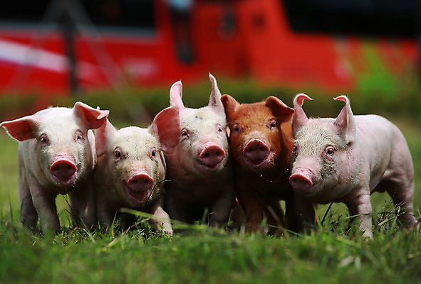 포토 JPG 주간 동물 새끼 여러마리 잔디 사람없음 야외 아웃포커스 돼지 걸레 축산자조금연합 국내포토 자연요소 식물 다수 포유류 촬영기법 청소도구 동맹 파일형식