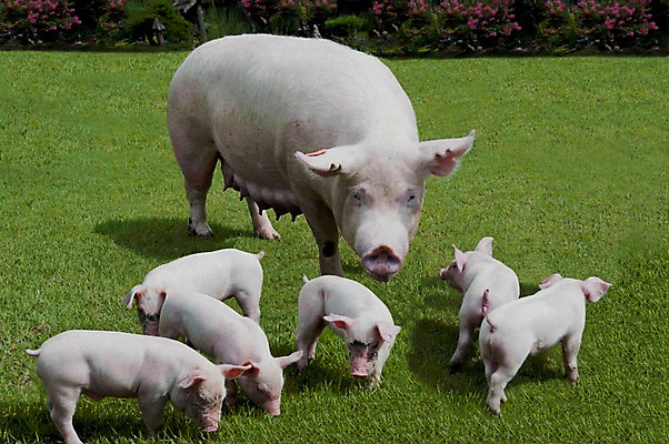 포토 JPG 주간 동물 새끼 여러마리 잔디 사람없음 야외 돼지 어미 걸레 축산자조금연합 아프리카돼지열병 국내포토 자연요소 식물 다수 포유류 청소도구 동맹 파일형식 돼지전염병