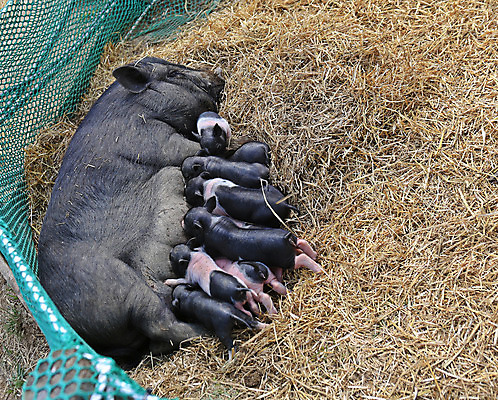 포토 JPG 주간 전신 동물 새끼 여러마리 주택 사람없음 야외 돼지 어미 먹기 흰배경 젖 축산자조금연합 국내포토 자연요소 다수 백그라운드 포유류 모션 건물 흰색 동맹 파일형식