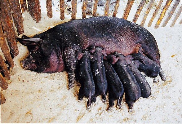 포토 JPG 주간 전신 동물 새끼 여러마리 주택 사람없음 야외 돼지 어미 먹기 흰배경 젖 축산자조금연합 국내포토 자연요소 다수 백그라운드 포유류 모션 건물 흰색 동맹 파일형식