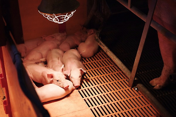 포토 JPG 동물 새끼 여러마리 실내 사람없음 목장 돼지 어미 축사 축산자조금연합 국내포토 건축물 다수 포유류 내부 축산업 동맹 파일형식