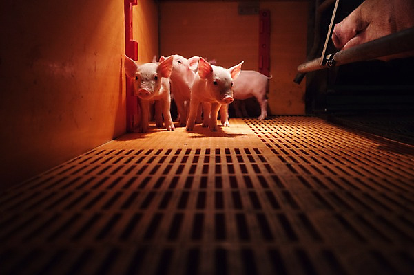 포토 JPG 동물 새끼 여러마리 실내 사람없음 목장 돼지 어미 축사 축산자조금연합 국내포토 건축물 다수 포유류 내부 축산업 동맹 파일형식