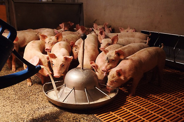 포토 JPG 동물 새끼 여러마리 실내 사람없음 목장 돼지 붓기 먹이 먹기 축사 먹이그릇 축산자조금연합 국내포토 그릇 건축물 다수 포유류 모션 내부 축산업 동맹 파일형식