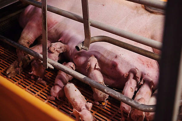 포토 JPG 동물 새끼 여러마리 실내 사람없음 목장 돼지 어미 먹기 축사 젖 축산자조금연합 국내포토 건축물 다수 포유류 모션 내부 축산업 동맹 파일형식