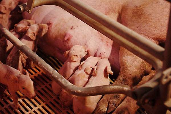 포토 JPG 동물 새끼 여러마리 실내 사람없음 목장 돼지 어미 먹기 축사 젖 축산자조금연합 국내포토 건축물 다수 포유류 모션 내부 축산업 동맹 파일형식