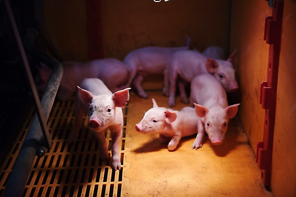 포토 JPG 동물 새끼 여러마리 실내 사람없음 목장 돼지 축사 축산자조금연합 국내포토 건축물 다수 포유류 내부 축산업 동맹 파일형식