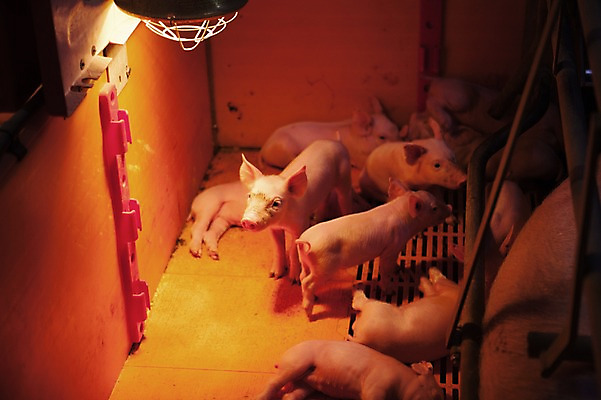 포토 JPG 동물 새끼 여러마리 실내 사람없음 목장 돼지 어미 축사 축산자조금연합 국내포토 건축물 다수 포유류 내부 축산업 동맹 파일형식