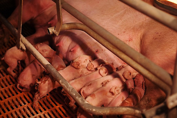 포토 JPG 동물 새끼 여러마리 실내 사람없음 목장 돼지 어미 먹기 축사 젖 축산자조금연합 아프리카돼지열병 국내포토 건축물 다수 포유류 모션 내부 축산업 동맹 파일형식 돼지전염병