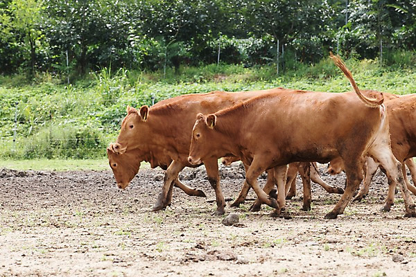 포토 JPG 주간 동물 여러마리 사람없음 야외 목장 소 한우 축산자조금연합 신선에너지우리축산 국내포토 자연요소 캠페인 다수 포유류 소고기 동맹 파일형식