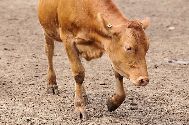 포토 JPG 주간 동물 한마리 사람없음 야외 목장 소 한우 축산자조금연합 신선에너지우리축산 국내포토 자연요소 1 캠페인 포유류 소고기 동맹 파일형식