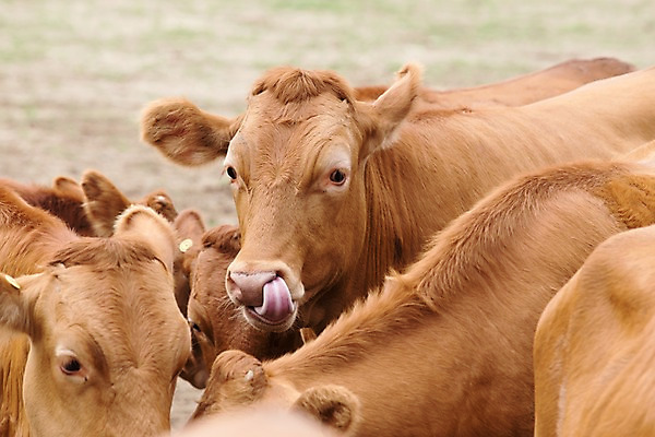 포토 JPG 주간 동물 여러마리 사람없음 야외 목장 소 혀 한우 축산자조금연합 신선에너지우리축산 국내포토 자연요소 캠페인 다수 포유류 소고기 입 동맹 파일형식