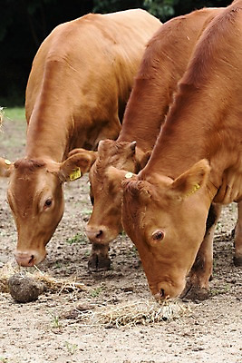 포토 JPG 주간 동물 세마리 사람없음 야외 목장 소 건초 먹이 먹기 한우 축산자조금연합 신선에너지우리축산 국내포토 자연요소 캠페인 포유류 모션 3 소고기 동맹 파일형식