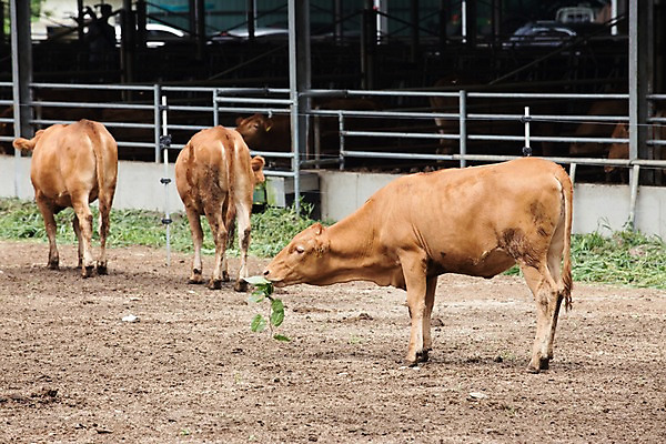 포토 JPG 주간 동물 세마리 사람없음 야외 목장 소 먹이 먹기 한우 축산자조금연합 신선에너지우리축산 국내포토 자연요소 캠페인 포유류 모션 3 소고기 동맹 파일형식